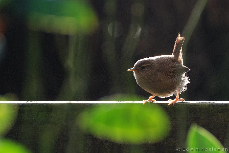 ENE-20100120-0005.jpg - [nl] Winterkoning ( Troglodytes troglodytes ) | Ommeren, Nederland[en] Wren ( Troglodytes troglodytes ) | Ommeren, The Netherlands